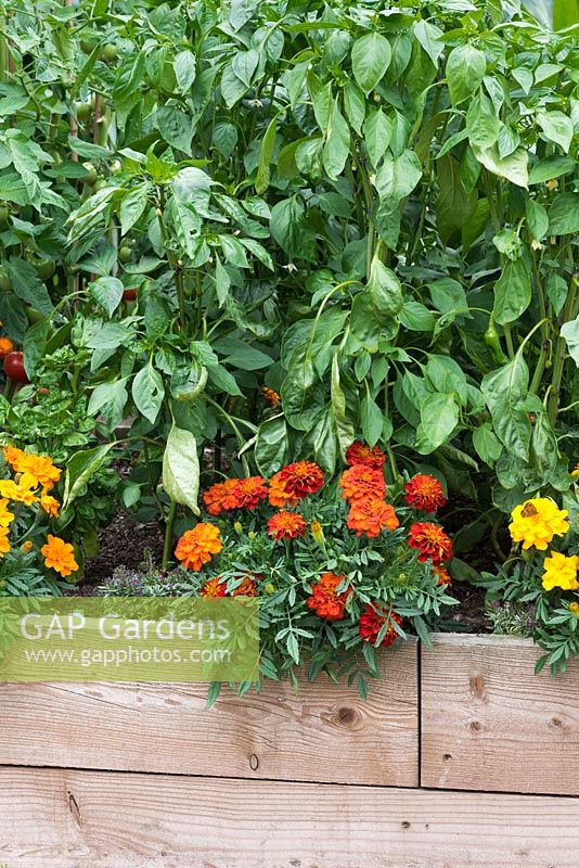 A raised bed with capsicum plants mingling with French marigolds, a companion planting to repel whitefly.