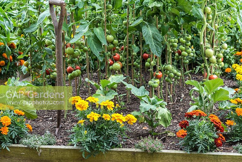 A raised bed with ripening tomatoes mingling with French marigolds, a companion planting to repel whitefly.