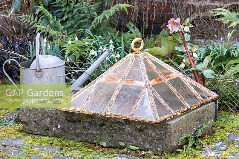 Old glass cloche, trough and watering can.