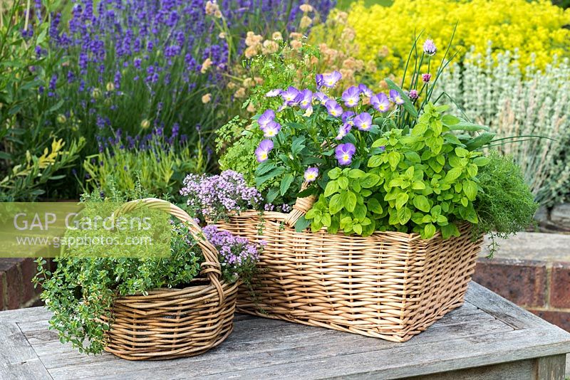 A woven wicker Herb Basket planted with common thyme, curry plant, chervil, sage, chamomile, oregano, chives and Viola 'Starry Night'.