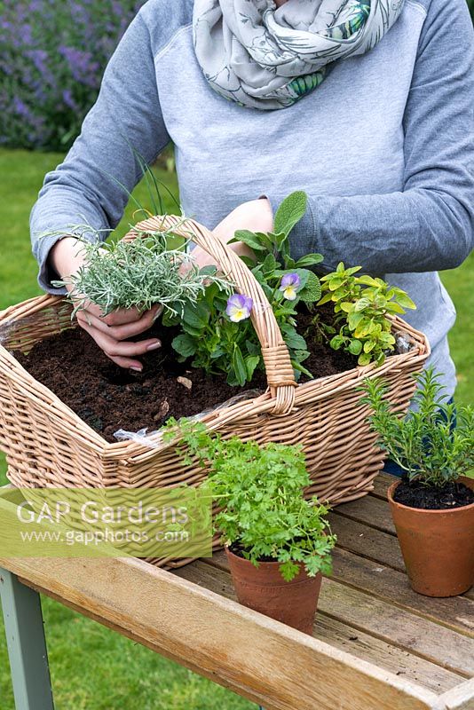 Woman planting Helichrysum italicum subsp. microphyllum - Curry plant - in herb basket. 