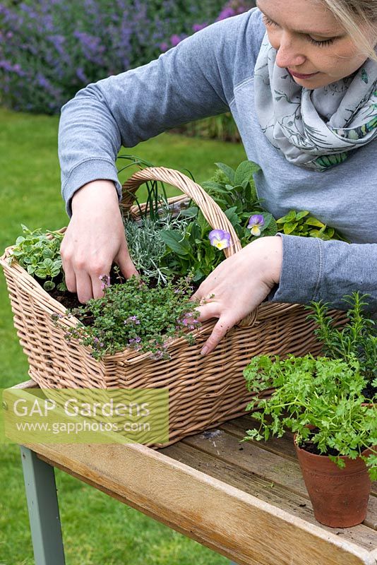 Woman planting a herb basket with creeping thyme, Thymus serphyllum 'Russettings'.
