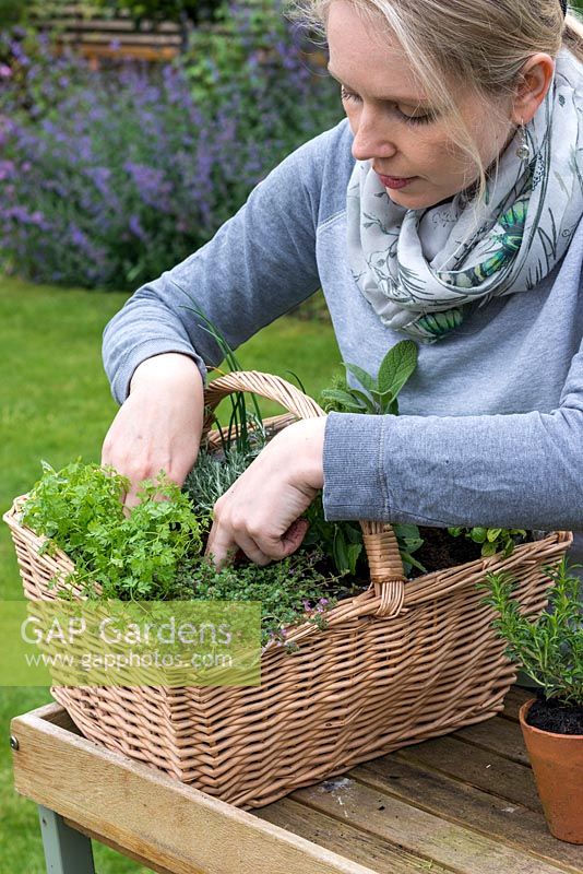 Woman planting a herb basket with Anthriscus cerefolium - Leafy Chervil.