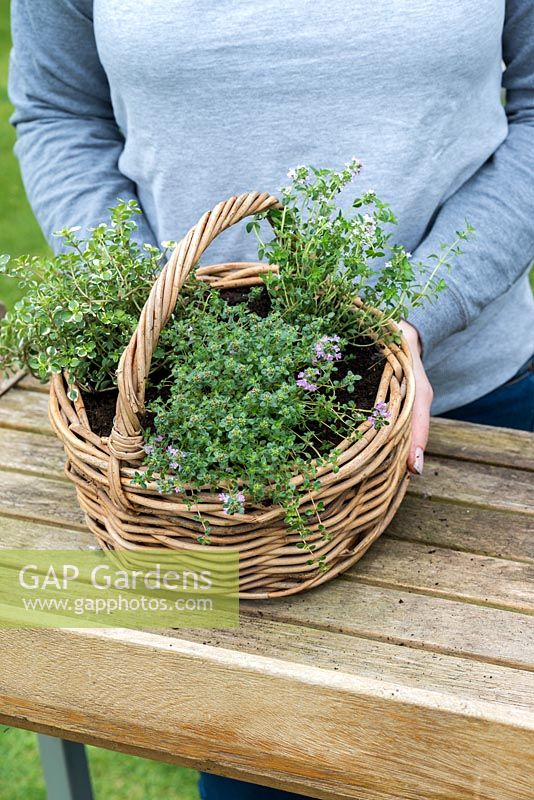 Woman holding a  Thyme Herb Basket with three different varieties: Thymus vulgaris - common Thyme, Thymus serphyllum 'Russettings' - Creeping Thyme, and variegated Thymus pulegiodes 'Foxley'.