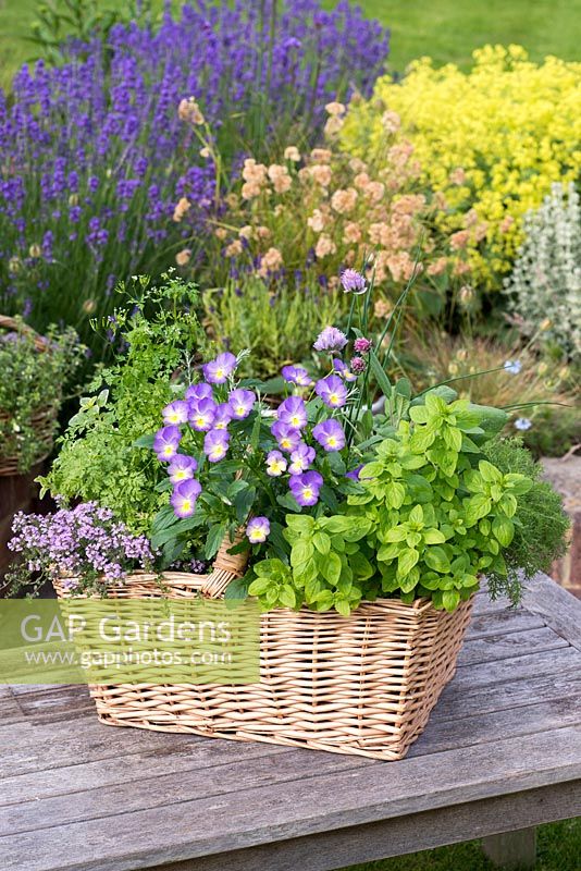 A woven, wicker herb basket planted with multiple herbs.