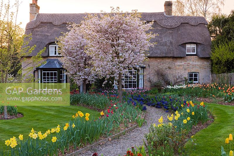 Thatched cottage with Prunus incisa with tulips edging path