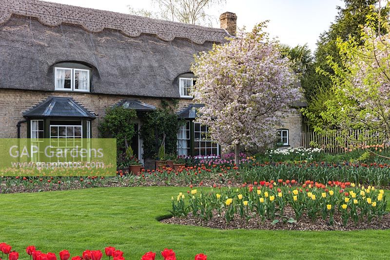 'Indian Summer' and 'Cherida' tulips with Prunus incisa in front of thatched cottage