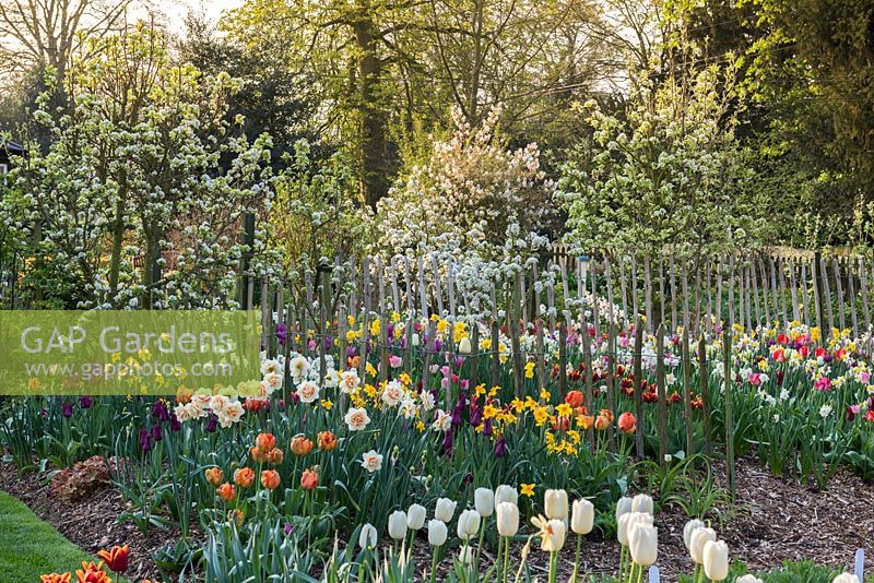 Spring tulips and daffodils planted amongst apple and pear trees in blossom.