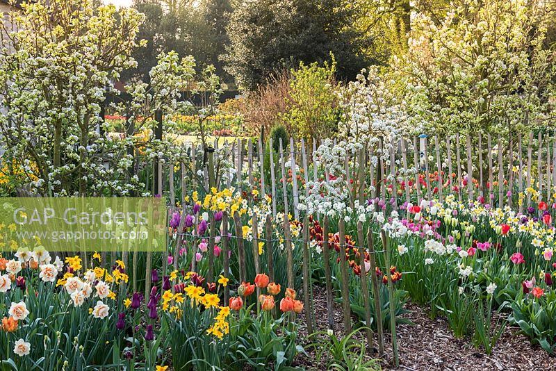 Tulips and daffodils with apple and pear tree blossom.