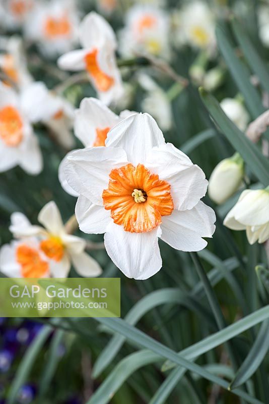 Narcissus 'Perfect Lady' - Daffodil 'Perfect Lady' 