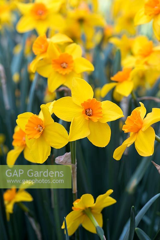 Narcissus 'Martinette' - Daffodil 'Martinette'