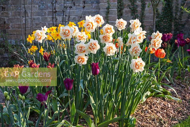 Double Narcissus 'Replete' with tulips.