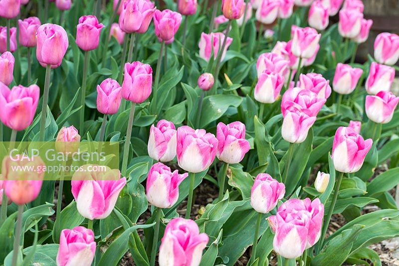 Tulipa 'Innuendo' and Tulipa 'Don Juan' - Tulips 