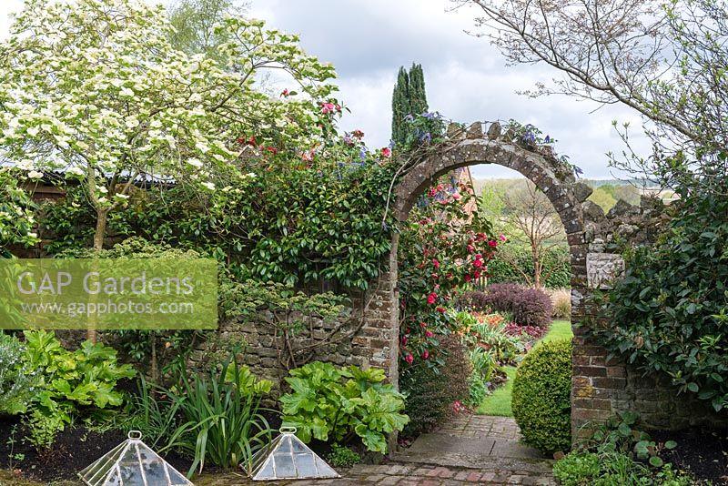 View of Cornus 'Eddie's White Wonder' beside a brick entrance arch with view to a Camellia and spring borders beyond.