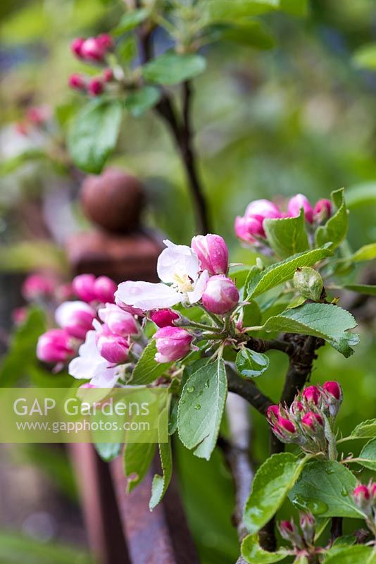 Malus - apple tree in bud and blossom. 