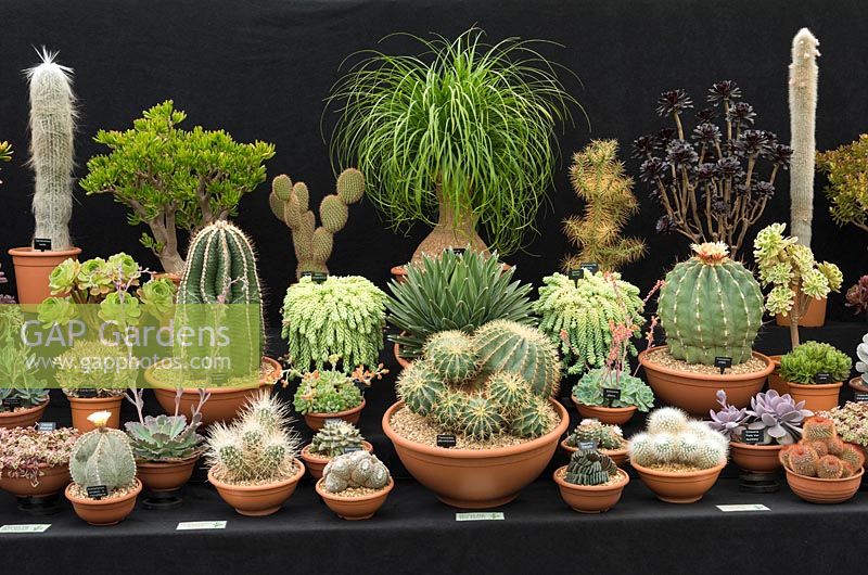 A display of cacti and succulents from The Otter Nursery, at Hampton Court Flower Show 2018.