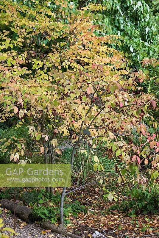 Euonymus planipes - Flat-stalked spindle tree