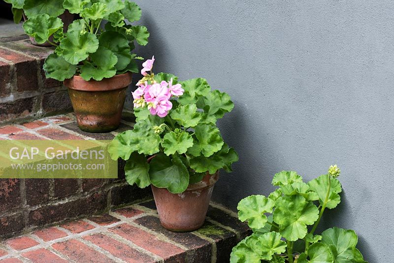 Pink flowering Pelargoniums in terracotta pots line brick steps next to wall. 