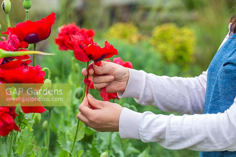 Woman tying red ribbon to poppy flower stem to show colour of bloom for seed harvest. 