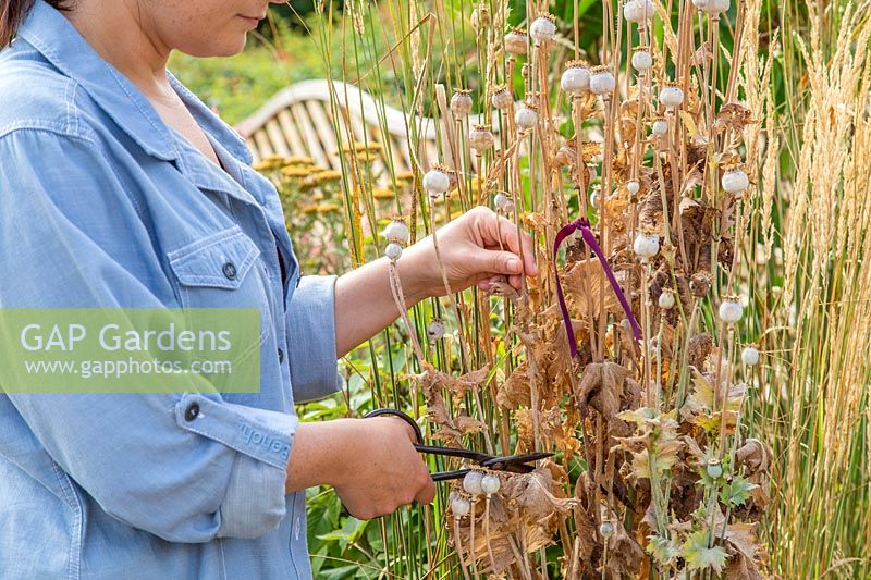 Picking dried poppy seedheads marked with ribbon