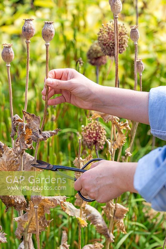 Woman cutting dried poppy seedheads in late Summer. 