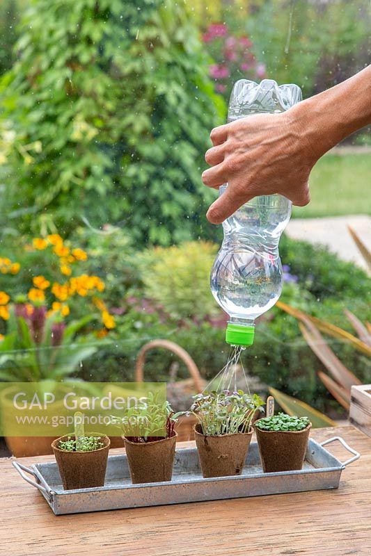 Using recycled plastic bottle to water seedlings