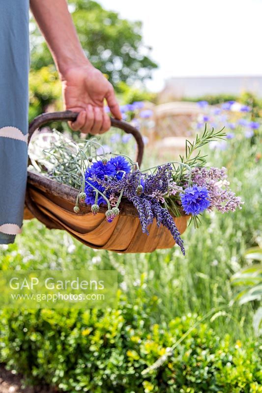 Woman carrying wooden trug with picked flowers including Lavender - Lavandula and Cornflowers - Centaurea. 