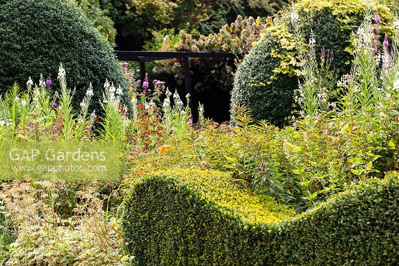 Wave form hedge of Buxus sempervirens - Box - with herbaceous perennial planting and large mounds of Osmanthus burkwoodii behind, at Veddw House Garden, Monmouthshire, Wales, UK.