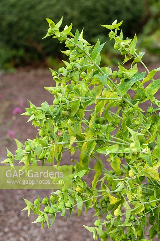 Euphorbia lathyris - Caper spurge 