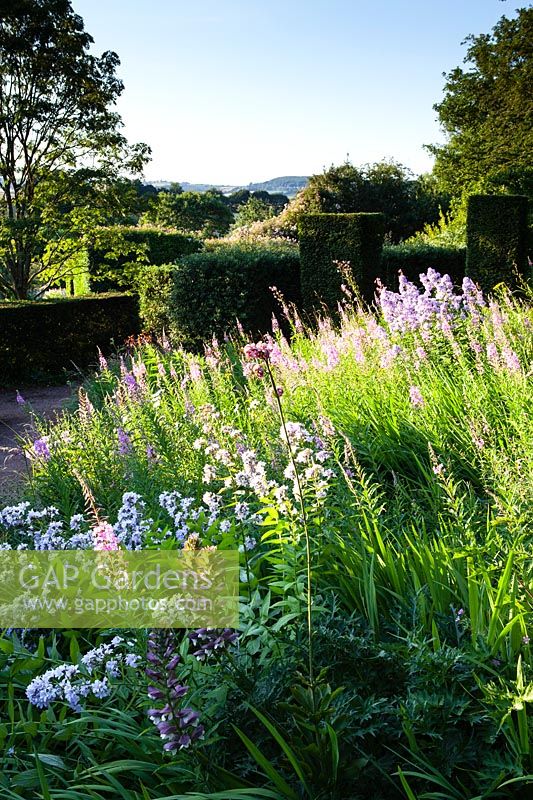 View of flowering perennial border at Veddw House Garden, Monmouthshire, Wales, UK. 