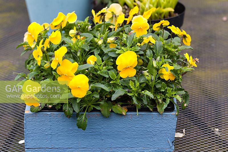 Yellow violas in blue-painted wooden box.  