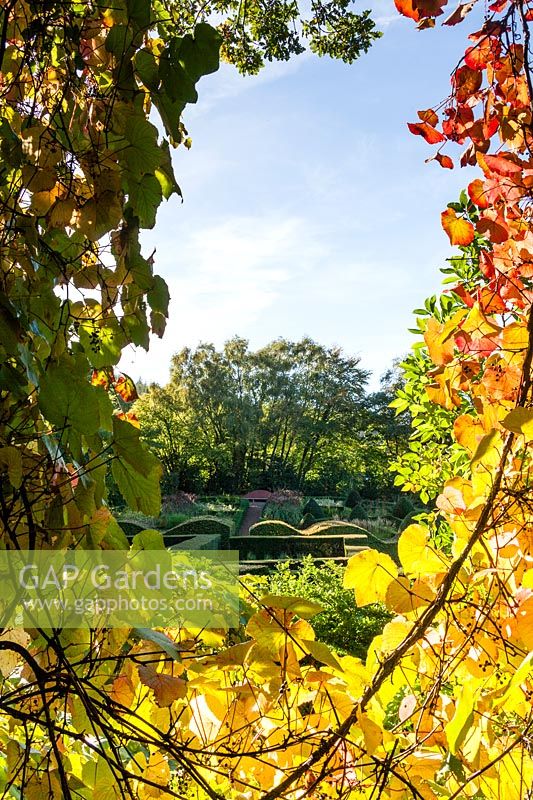 View through Vitis coignetiae with autumn colour and fruit at Veddw House Garden - Award of Garden Merit