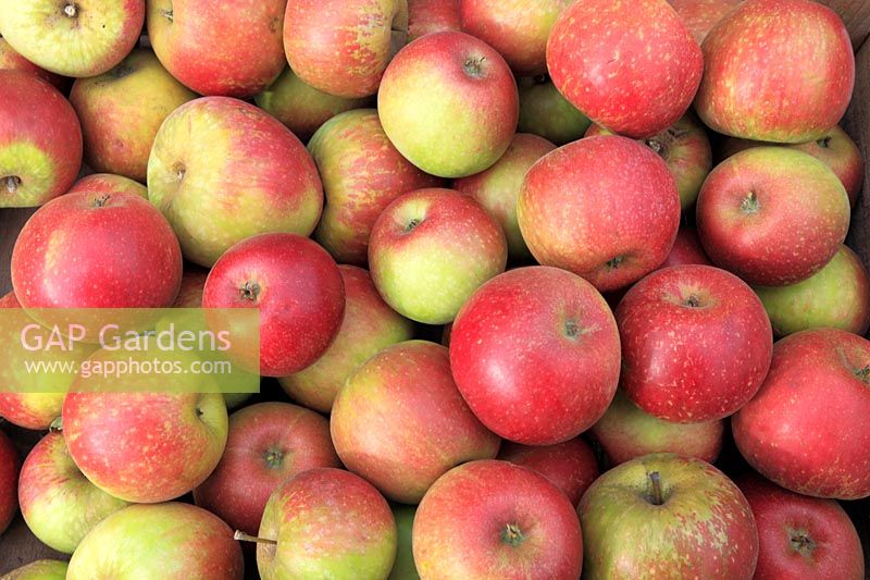 Malus domestica - Apple 'Clopton Red' 