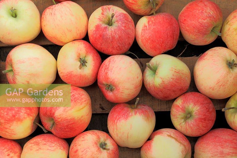 Apple, 'Suffolk Pink' malus domestica