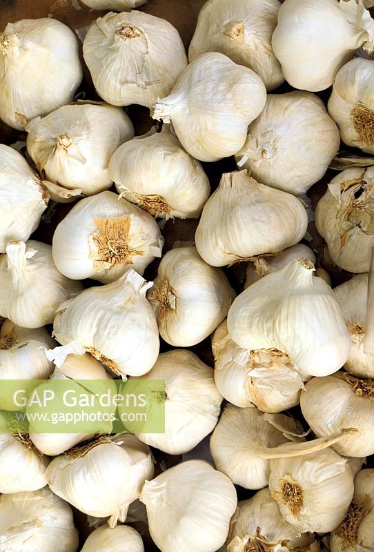 Spanish Garlic cloves