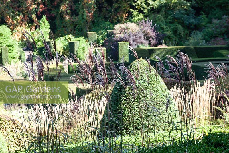 Calamagrostis x acutiflora 'Overdam' and clipped topiary at Veddw House Garden, Monmouthshire, Wales, UK.