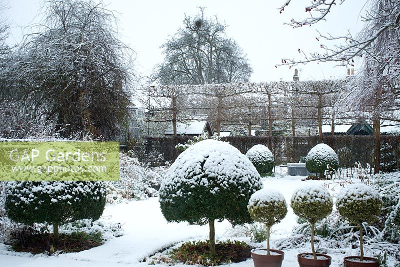 Town garden in snow with pleached Field Maples and  Box topiary in the foreground. 