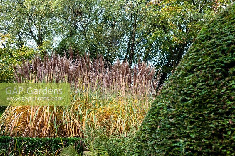 Bed of Miscanthus sinensis 'Malepartus' in the Grasses Parterre at Veddw House Garden, Monmouthshire, Wales, UK.
