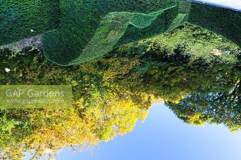 Wave-form hedges of Taxus baccata - Yew - reflected in the pool. Veddw House Garden, Monmouthshire, Wales, UK. 