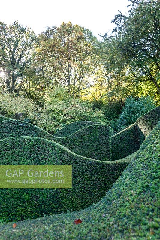 Wave-form hedges of Taxus baccata - Yew - in the Hedge Garden at  Veddw House Garden, Monmouthshire, Wales, UK.