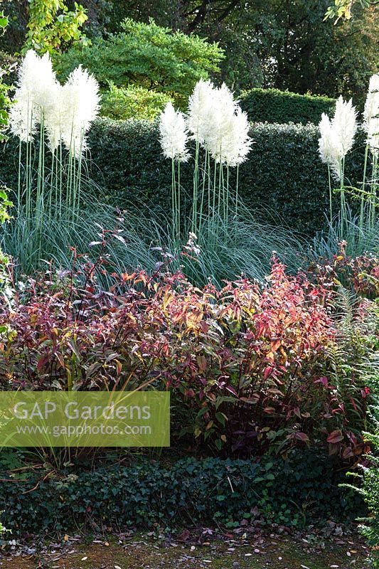 Cortaderia sellonara 'Sunningdale Silver' and Persicaria 'Red Dragon' backed by hedge of Ilex aquifolium at Veddw House Garden, Monmouthshire, Wales, UK.