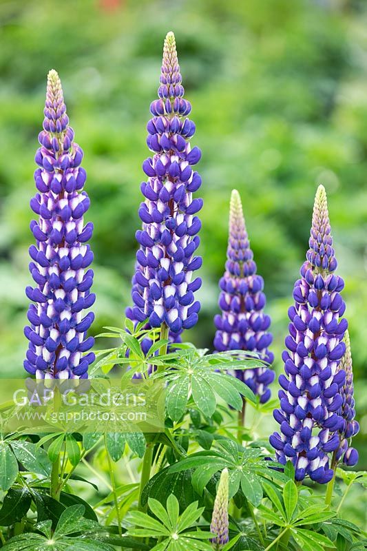 Lupinus 'King Canute' - Lupin 'King Canute'