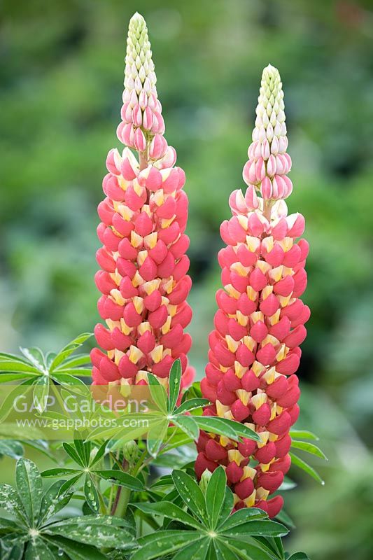 Lupinus 'Tequilla Flame' - Lupin 'Tequilla Flame'