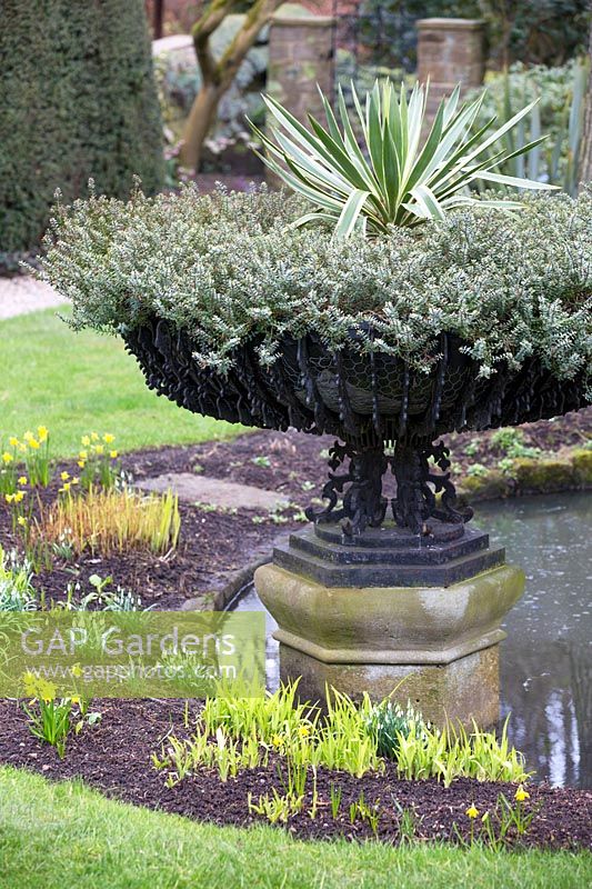 Yucca gloriosa 'Variegata' and  Hebe 'Wingletye' in black urn at York Gate Garden, Leeds, UK. 