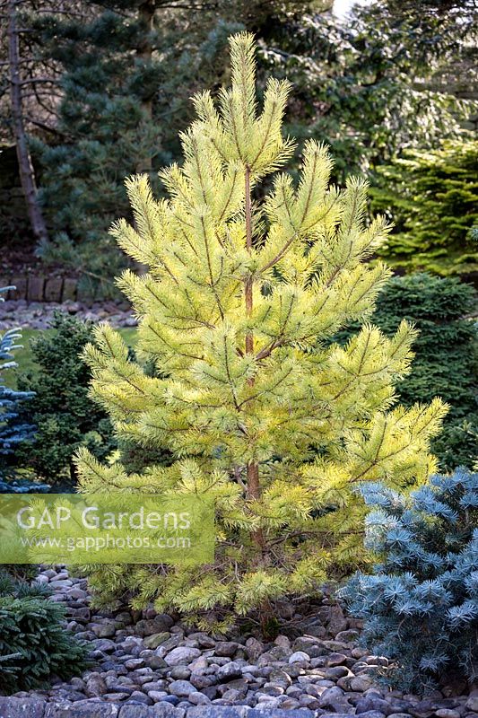 Pinus sylvestris Aurea Group - Golden Scots Pine