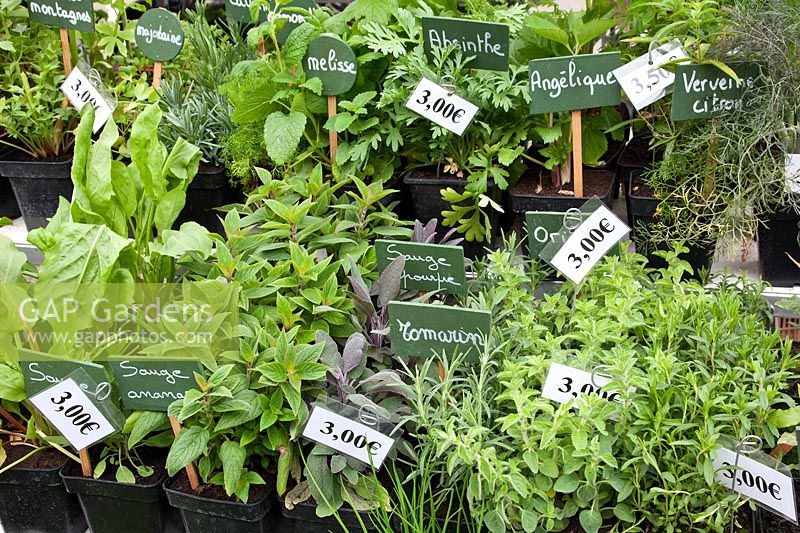 Pots of herbs for sale at street market plant fair in Beuvron-en-Auge, Normandy, France