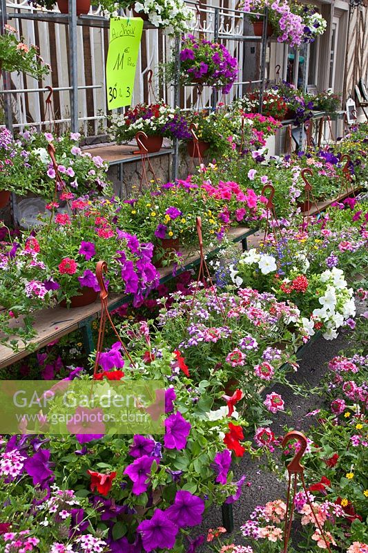 Hanging baskets being sold at a street market plant fair in Beuvron-en-Auge, Normandy, France. 