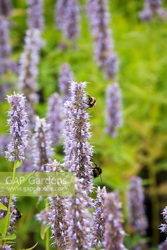 Bee on Agastache 'Blue Fortune'