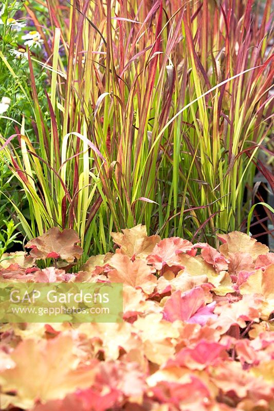 Imperata cylindrica 'Red Baron'- cogon grass 'Rubra' and Heuchera - Alum Root