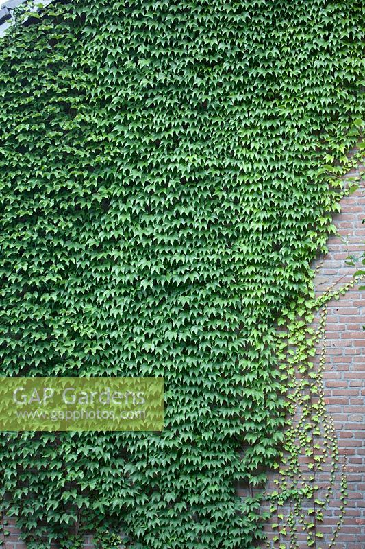 Parthenocissus  - Virginia creeper on wall of house, Netherlands